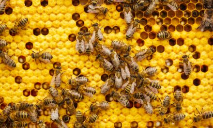Wenn Bienenwissen zum modernen Wohlfühlritual wird