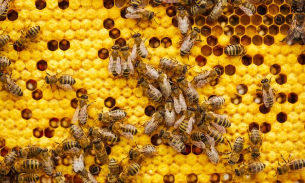 Wenn Bienenwissen zum modernen Wohlfühlritual wird